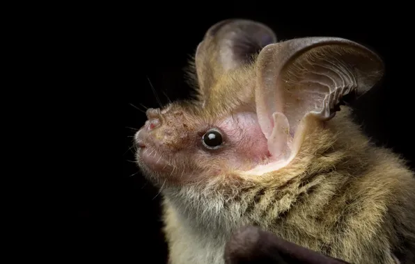 Картинка чёрт, Nyctophilus corbeni, Corben s Long-eared Bat