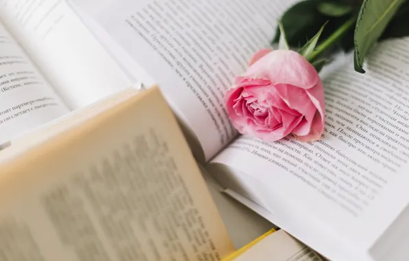 Картинка цветок, розовый, роза, книги, бутон, rose, flower, pink, reading, Bud