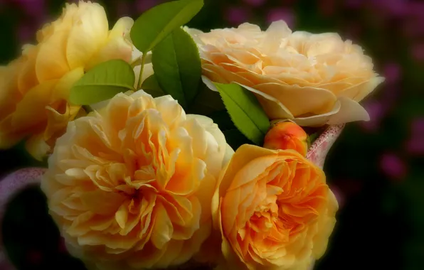 Картинка макро, розы, жёлтые розы