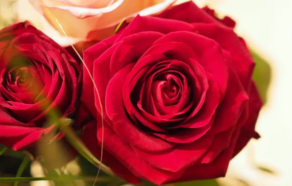 Картинка Боке, Красные розы, Red roses