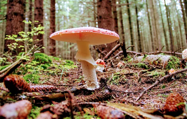 Картинка forest, mushroom, cone, toadstool