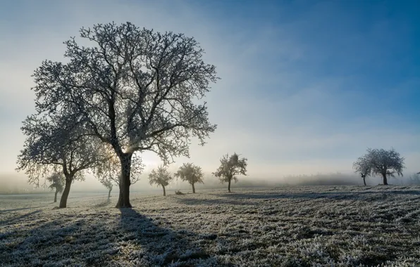 Картинка иней, деревья, туман, утро