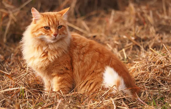 Картинка сено, пушистая, рыжая кошка