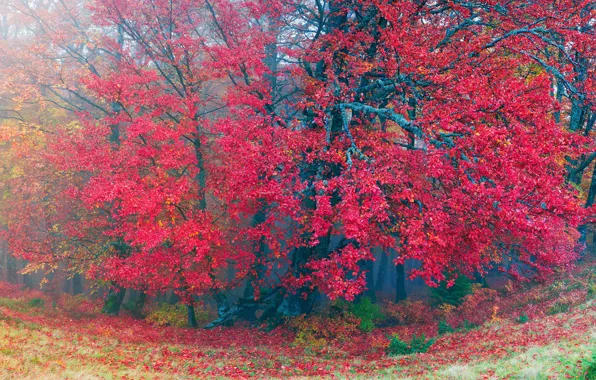 Картинка осень, лес, трава, листья, деревья, туман, Украина, Закарпатье