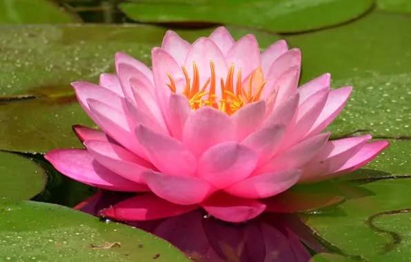 Картинка Water lily, Водяная лилия, Pink lily