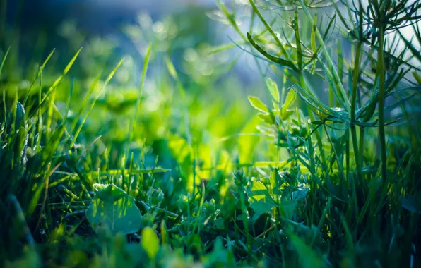 Картинка трава, зеленый, стебли