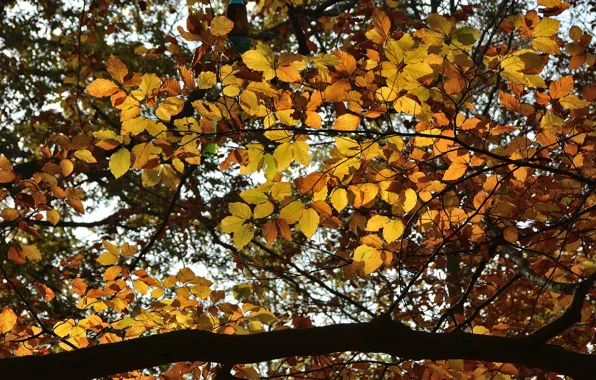 Картинка Осень, Деревья, Ветви, Fall, Листва, Autumn, Trees, Leaves