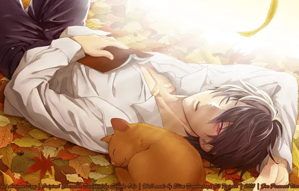 Картинка осень, свет, отдых, сон, книга, парень, желуди, Psychic Detective Yakumo, опавшие листья, рыжий кот, белая …