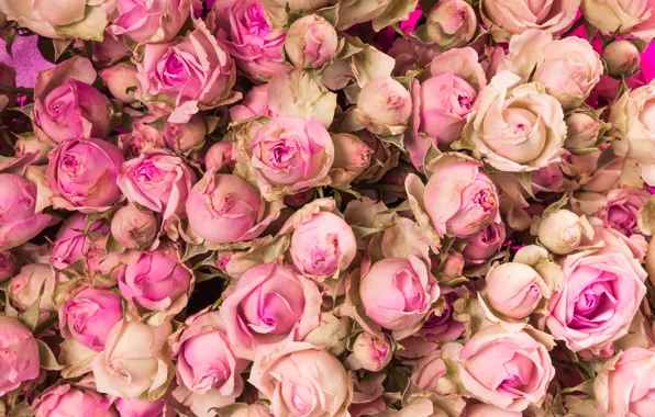 Картинка цветы, розы, розовые, бутоны, pink, flowers, beautiful, romantic, roses