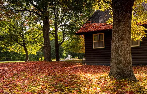 Картинка осень, листья, деревья, дом, парк