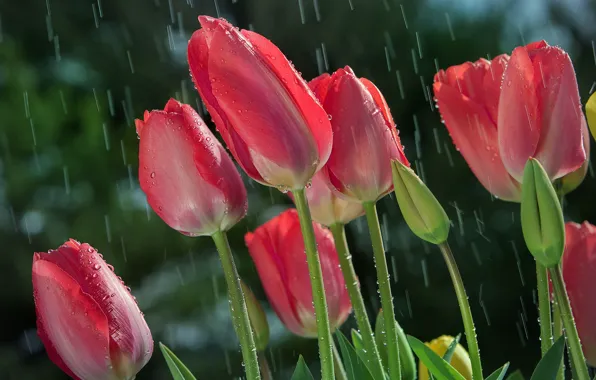 Картинка солнце, капли, дождь, стебли, тюльпаны, бутоны, крупным планом