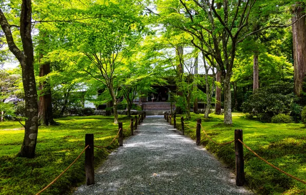 Картинка зелень, трава, деревья, парк, Япония, ограждение, дорожка, Киото, кусты, Ohara