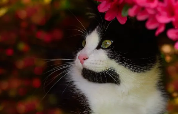 Картинка кошка, кот, морда, цветы, фон, черно-белый, портрет, сад, ярко, котэ, зеленоглазый, боке, красавчик, азалия