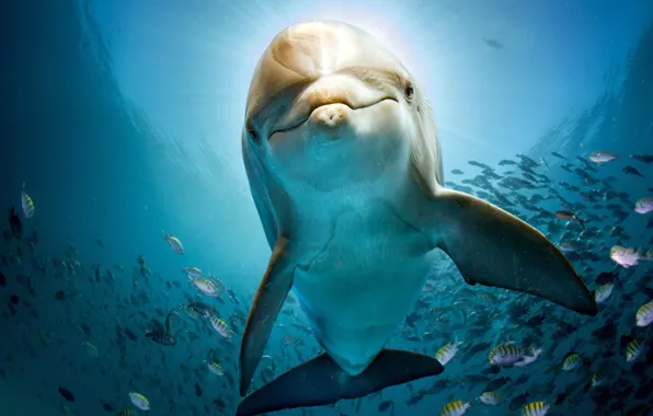 Картинка море, вода, рыбы, дельфин, синева, под водой