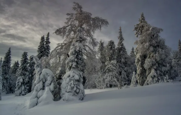 Картинка зима, снег, сугроб, зимний лес