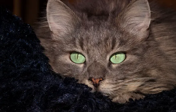 Картинка кошка, кот, взгляд, портрет, мордочка