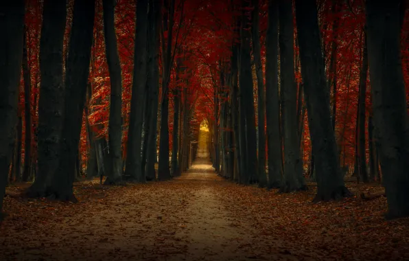 Картинка осень, деревья, дорожка