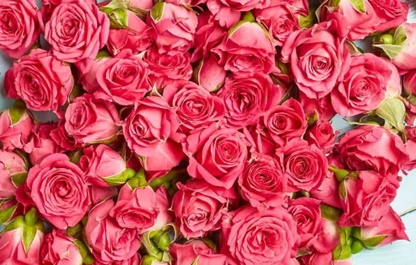 Картинка цветы, розы, розовые, бутоны, wood, pink, flowers, roses