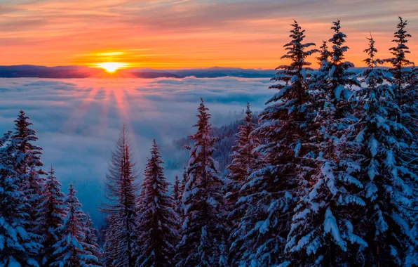 Картинка зима, лес, небо, солнце, облака, снег, деревья, туман, рассвет