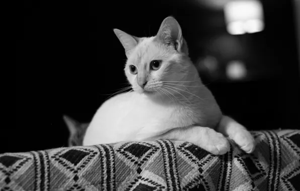 Картинка кошка, глаза, белая