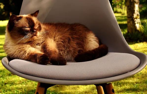 Картинка на природе, дремлет, британская короткошерстная, лежит в кресле