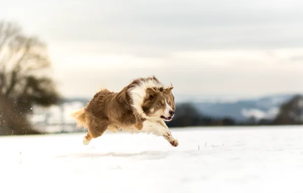 Картинка зима, снег, собака, бег