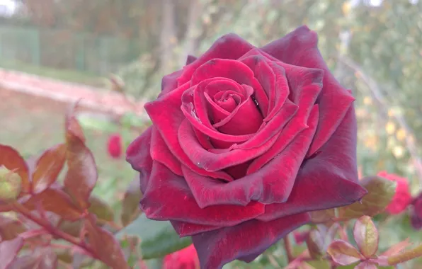 Картинка цветок, роза, красная, Meduzanol ©