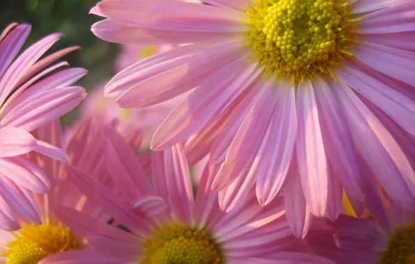 Картинка цветы, розовые, flowers, Персидская ромашка, Пиретрум розовый