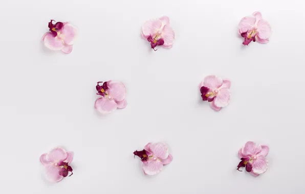 Картинка цветы, Фон, Орхидеи