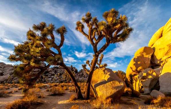 Картинка песок, небо, трава, солнце, облака, камни, пустыня, Калифорния, США, кусты, Joshua Tree National Park