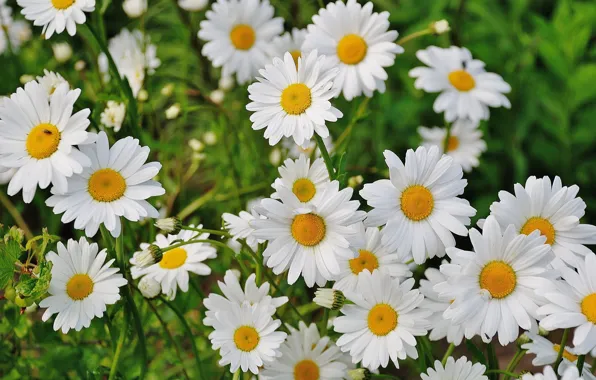 Картинка лето, цветы, ромашки, white, белые, chamomile