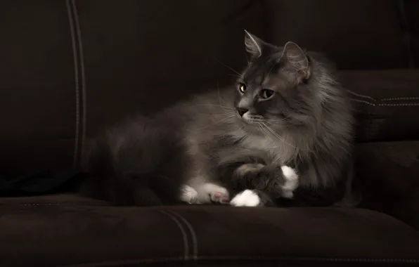 Картинка кошка, кот, взгляд, морда, темный фон, серый, диван, пушистый, лежит, котэ, красавец, дымчатый, белые лапки