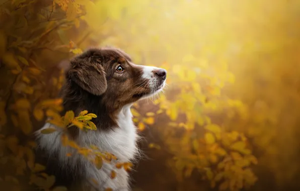 Картинка осень, морда, ветки, портрет, собака, профиль, Австралийская овчарка, Аусси