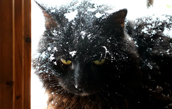 Картинка кот, взгляд, снег