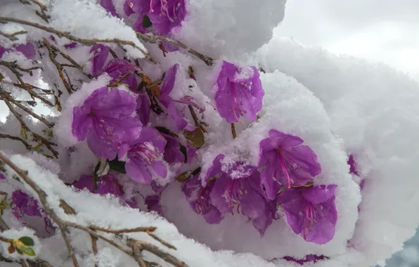 Картинка фиолетовый, снег, холодно