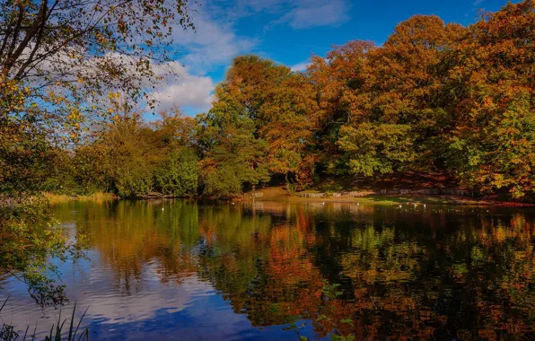 Картинка осень, деревья, озеро, пруд, отражение, Англия, Кент, England, Kent