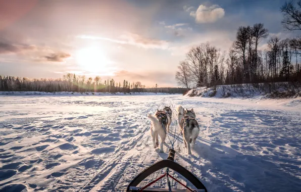Картинка зима, собаки, утро, повозка
