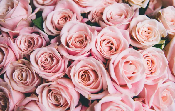 Картинка цветы, розы, розовые, бутоны, pink, flowers, romantic, roses, cute