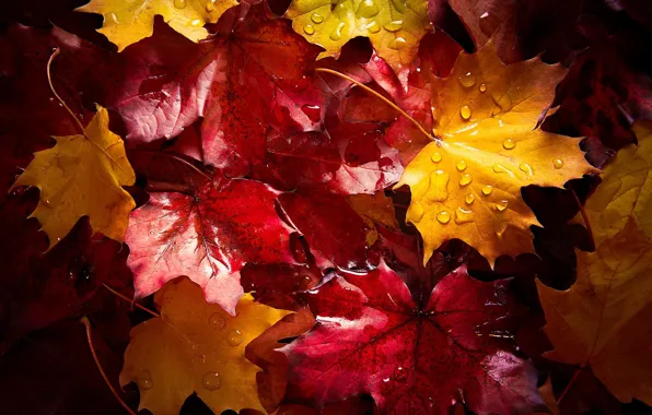 Картинка мокро, осень, капли, макро, листва, после дождя