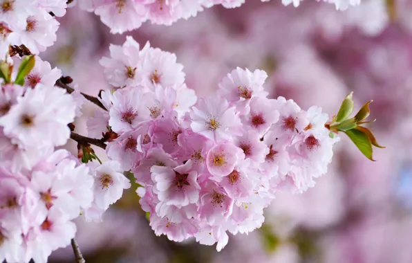 Картинка весна, цветущие деревья, розовый цветок, вишнёвое дерево, дерево цветёт, вишни в цвету
