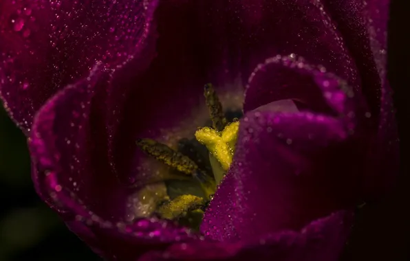 Картинка цветок, тюльпан, лепестки