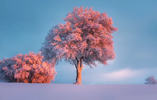Картинка иней, солнце, снег, деревья, Зима, мороз