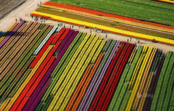 Картинка поле, тюльпаны, Вашингтон, США, Маунт-Вернон