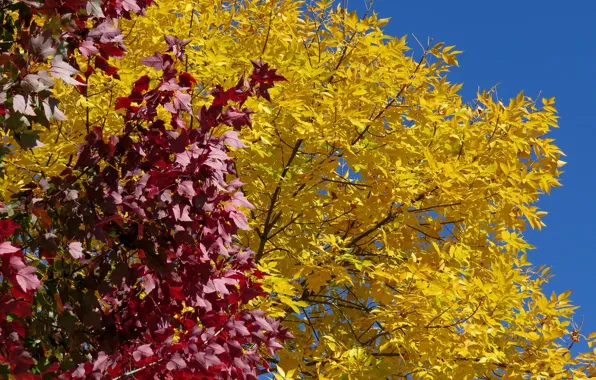 Картинка осень, небо, листья, деревья, цвет