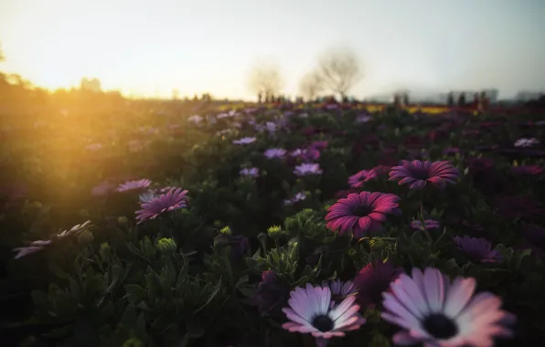 Картинка поле, цветы, утро