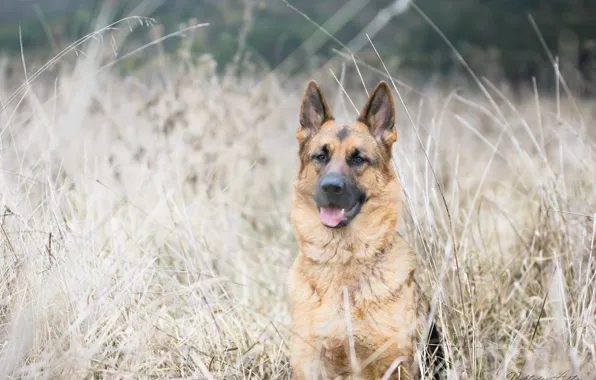 Картинка трава, собака, Немецкая овчарка