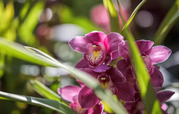 Картинка макро, тропики, орхидея