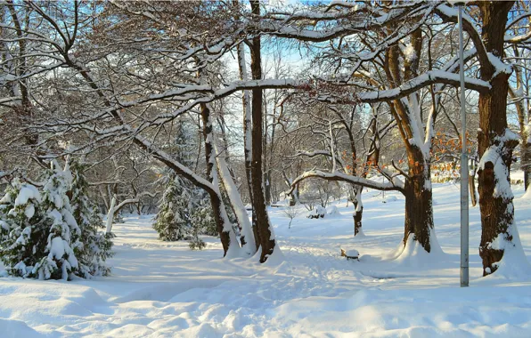Картинка Зима, Деревья, Снег, Лучи, Парк, Winter, Park, Snow, Trees