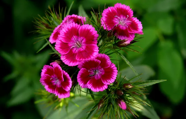 Картинка гвоздика, Боке, Bokeh, Pink flowers, Розовые цветы