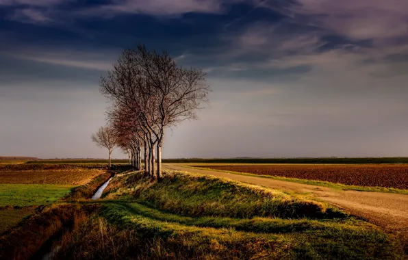 Картинка дорога, поле, дерево